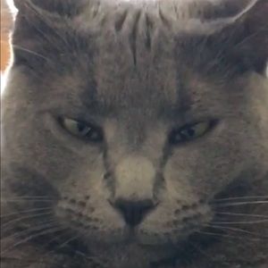 Meet your Posher, Devon